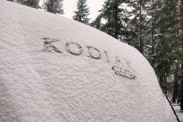 kodiak in snow